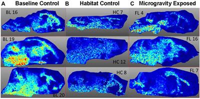 Matrix-assisted laser desorption/ionization analysis of the brain proteome of microgravity-exposed mice from the International Space Station